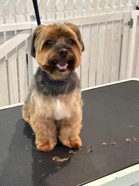teddy boy